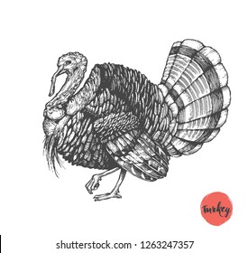 Turkey hand drawn illustration in engraving or woodcut style. Gobbler meat and eggs vintage produce elements. Badges and design elements for the turkeycock manufacturing. Vector illustration.