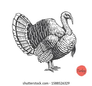 Turkey hand drawn illustration in engraving or woodcut style. Gobbler meat and eggs vintage produce elements. Badges and design elements for the turkeycock manufacturing. Vector illustration