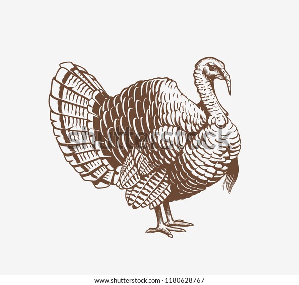 Turkey\
hand drawn illustration in engraving or woodcut style. Gobbler meat\
and eggs vintage produce elements. Badges and design elements for\
the turkeycock manufacturing. Vector\
illustration.