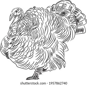 Turkey hand drawn vector illustration. Thanksgiving bird ink pen freehand drawing. Turkey sketch free hand.