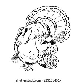 Turkey hand drawn vector illustration. Detailed gobbler sketch design element isolated on white background. Poultry farm black and white symbol. Thanksgiving bird ink pen freehand drawing