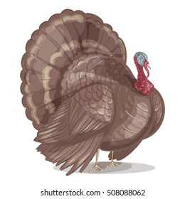 Turkey. Happy Thanksgiving Celebration Design. Colored sketch style hand drawn. Vector illustration isolated on white.