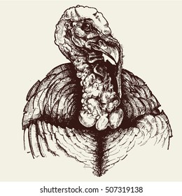 Turkey head ,vector illustration.Thanksgiving Day 