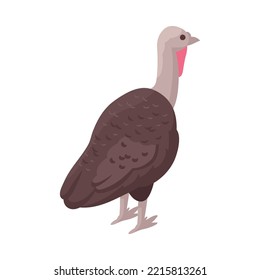 Turkey hen back view 3d isometric vector illustration