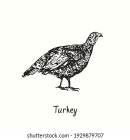 Turkey hen side view. Ink black and white doodle drawing in woodcut outline style. Vector illustration