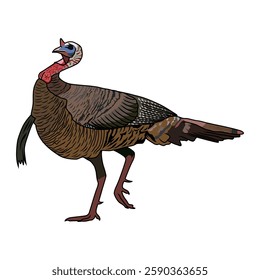 turkey hunting illustration logo vector image t shirt