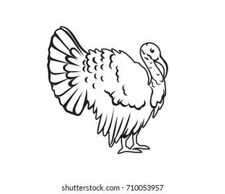 Turkey Illustration