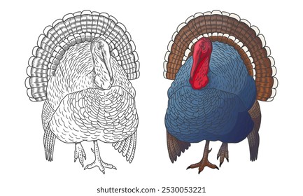 Turkey illustration. A drawing of a turkey in a flat style. Turkey hand drawn illustration. Thanksgiving turkey drawing