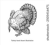 Turkey illustration. Turkey drawing. Turkey hand drawn illustration in vintage style. Thanksgiving turkey drawing
