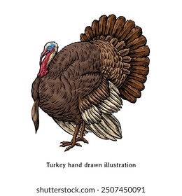 Turkey illustration. Turkey hand drawn illustration in vintage style. Turkey drawing. Thanksgiving turkey illustration