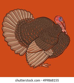 Turkey isolated on orange background. Element Design for Thanksgiving with image Turkey. Poultry animal turkey and farm turkey, vector 