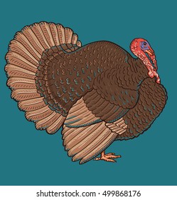 Colorful Turkey On White Background Turkey Stock Vector Royalty Free colorful-turkey-on-white-background-turkey-stock-vector-royalty-free