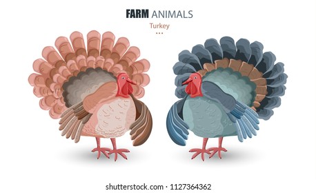 Turkey isolated Vector. cartoon character