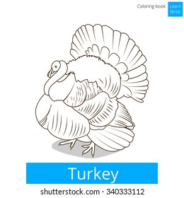 Turkey learn birds educational game coloring book vector illustration
