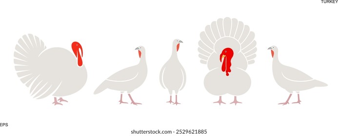 Turkey logo. Isolated turkey on white background. Bird