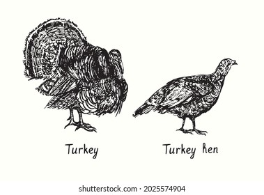 Turkey male  and female side view. Ink black and white doodle drawing in woodcut style illustration