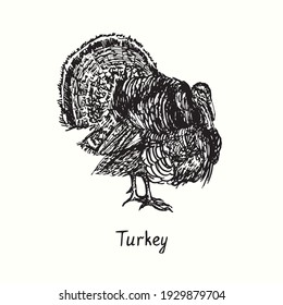 Turkey male side view. Ink black and white doodle drawing in woodcut outline style. Vector illustration