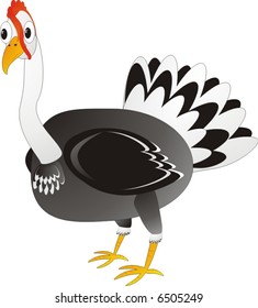 turkey on the white background