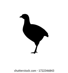 Turkey On White Background. Farm Animals Collection. Turkey-poult Silhouette.