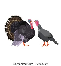 Turkey pair, tom and hen, male and female. Vector illustration isolated on white background