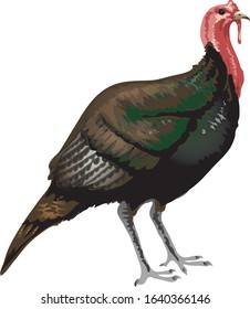 Turkey Poultry , Livestock - Vector
