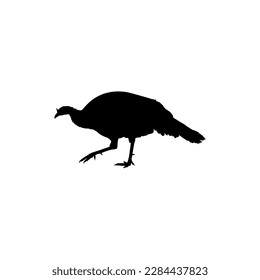 Turkey Silhouette for Art Illustration, Pictogram or Graphic Design Element. The Turkey is a large bird in the genus Meleagris. Vector Illustration