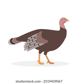 Ilustração de vetor simples de Turquia. Peru fêmea ou clipart de desenho animado de peru galinha, animal em estilo plano. Conceito de animais de fazenda, agricultura rural. Pecuária aves peru vetor design isolado no branco