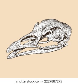 turkey skull head vector illustration
