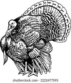 Turkey Standing Black and White Vector Illustration