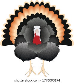 Turkey Standing with Tail Feathers Out, Vector Illustration