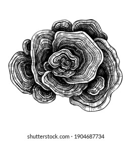 Turkey Tail mushroom drawing  Hand sketched illustration medicinal plant  Natural adaptogen sketch in vintage style  Adaptogenic mushrooms drawing isolated white  Botanical element