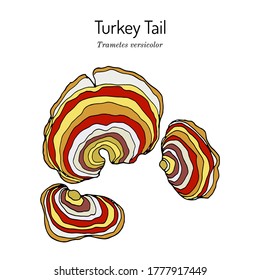 Turkey tail mushroom (Trametes versicolor)  medicinal plant  Hand drawn botanical vector illustration