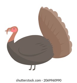 turkey for thanksgiving color illustration