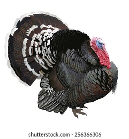 Turkey for Thanksgiving. Hand drawn vector illustration of a wooing male turkey showing off its beautiful glossy plumage. White background, realistic style.