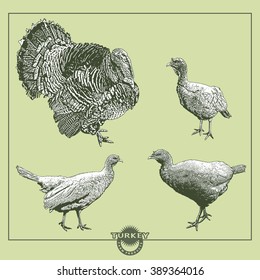 Turkey And Turkeycock. Poultry - Domestic Bird. 
Vector Illustration In Engraving Style.
