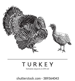 Turkey And Turkeycock. Poultry, Domestic Bird. 
Black And White Engraved Image.