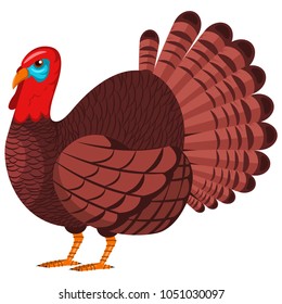 Turkey vector cartoon character. Bird illustration isolated on white background.