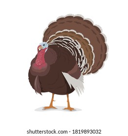 Turkey Vector Cartoon Mascot, Poultry Farm Fowl, Symbol Of Thanksgiving Day Holidays. Livestock Domestic Bird Or Wild Turkey Cockerel With Brown Plumage And Beautiful Tail, Isolated Icon