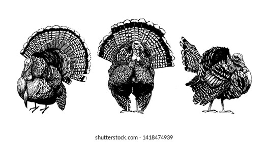 Turkey vector, Farm animal drawing, Black and white turkey.