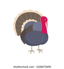 Turkey vector flat illustration isolated on white background. Farm animal turkey-cock cartoon character.