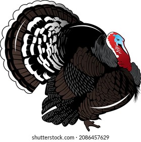 turkey vector for hunting and hobby group logo company