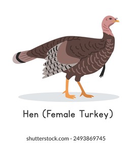 Turkey vector illustration. Cute male turkey cartoon clipart, animal in flat style. Farm animals concept, rural farming. Livestock poultry turkey vector design isolated on white background