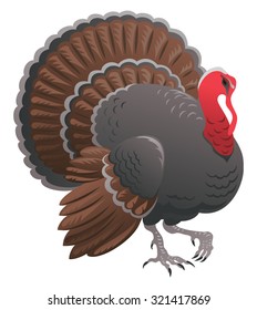 Turkey. Vector illustration of thanksgiving Turkey-cock