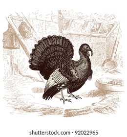 Turkey - - vintage engraved illustration - "Histoire naturelle" by Buffon and Lacepe  ed. Alfred Mame - Tours 1881