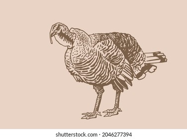 Turkey vintage illustration, graphical drawing. Sepia element for thanksgiving day