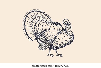 Turkey. Vintage retro print, black white turkey drawing, engrave old school style. Sketch artwork silhouette turkey on white background. Side view profile. Vector Illustration