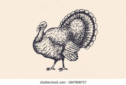 Turkey. Vintage retro print, black white turkey drawing, engrave old school style. Sketch artwork silhouette turkey on white background. Side view profile. Vector Illustration