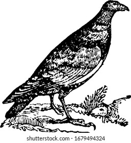 Turkey Vulture is found over the whole United States, vintage line drawing or engraving illustration.