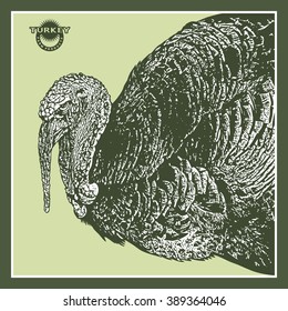Turkeycock. Turkey - Bird. Poultry. 
Vector illustration in Engraving Style.