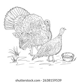 Turkeys in the grass next to a bowl, poultry from a farm, black and white ink sketch. Vector illustration. Village birds, isolated on a white background. For kitchen decoration, textiles, packaging